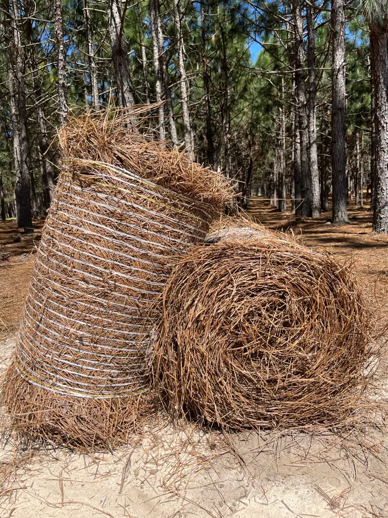 A bale and a roll of longleaf pinestraw in the stand on our tree farm